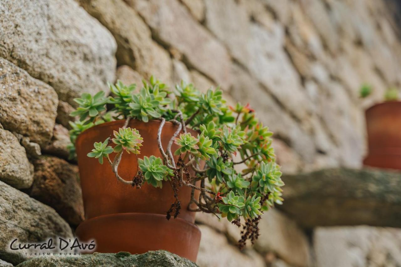 Curral D Avo Turismo Rural & Spa Cacarelhos エクステリア 写真